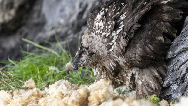 Ausgewilderter Bartgeier im Horst