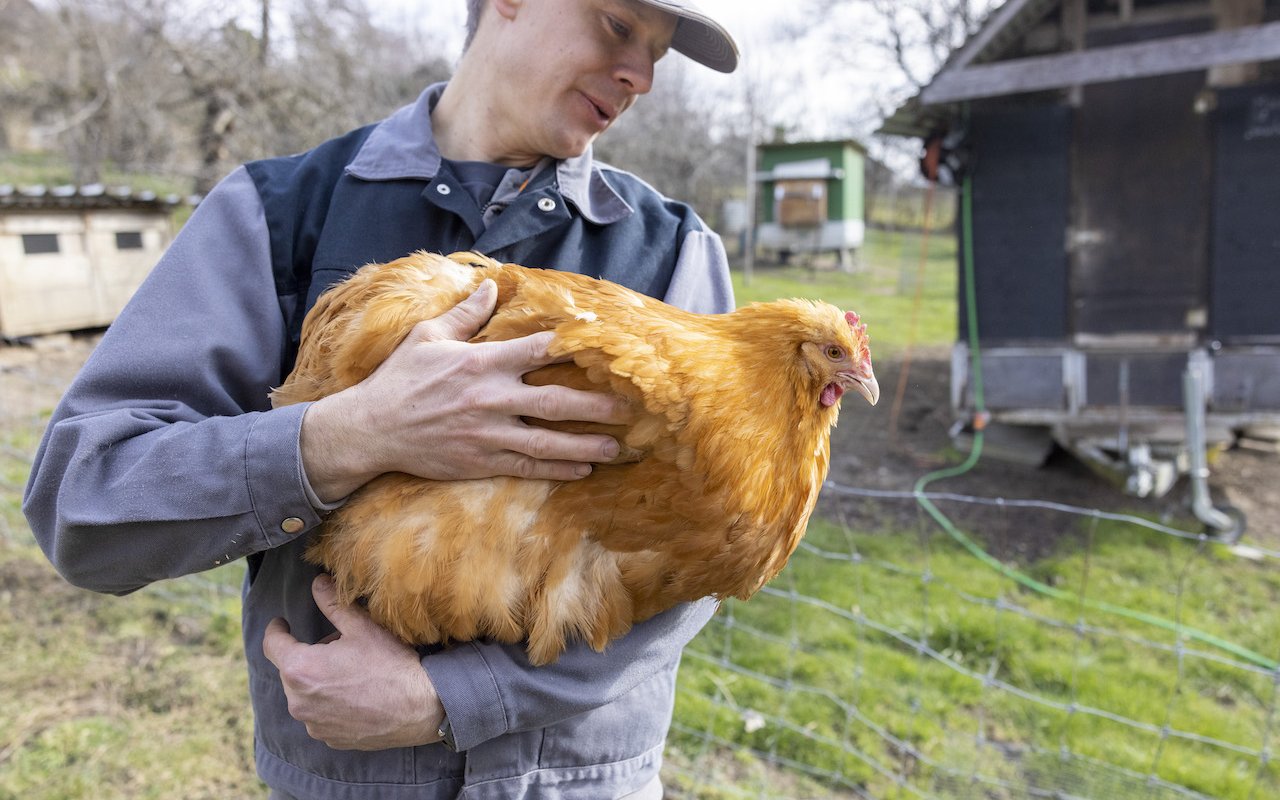 Orpington-Hühner sind eher schwer und besonders flauschig. 