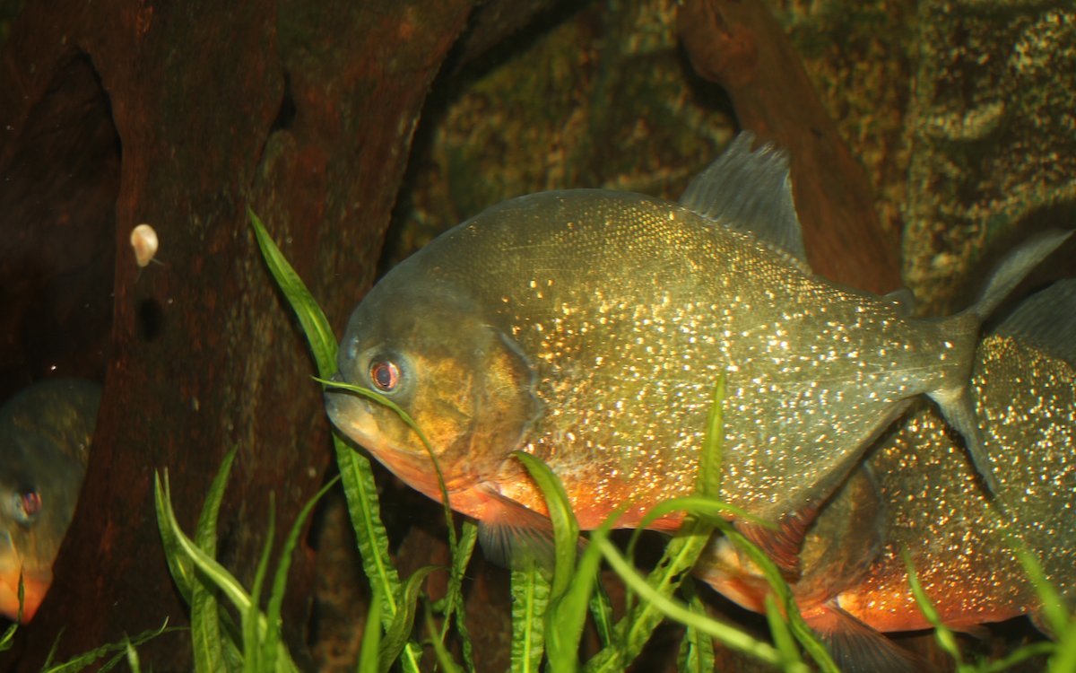 Am Tag des öffentlichen Aquariums können auch solch besonderen Fische wie Piranhas bei Spezialisten bewundert werden. 