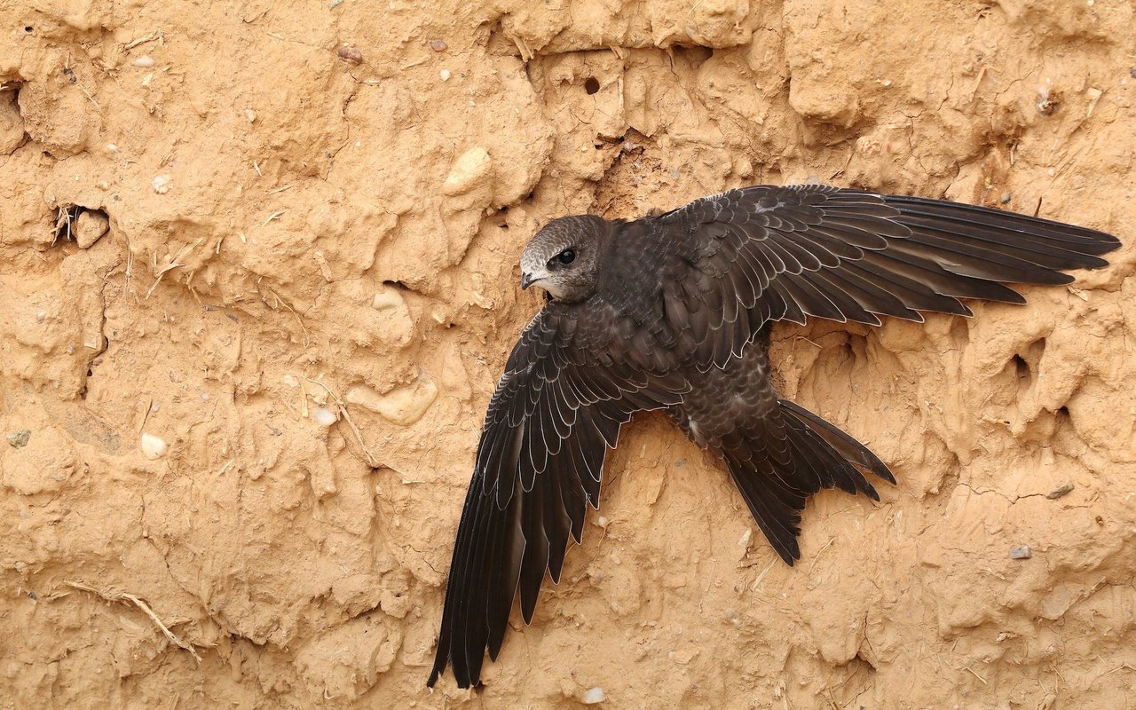 Mauersegler fliegen jedes Jahr über den Winter nach Afrika. 