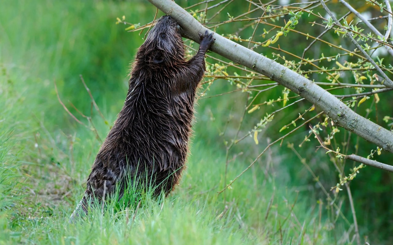 Um an die oberen Knospen zu kommen, fällen Biber die Bäume kurzerhand.