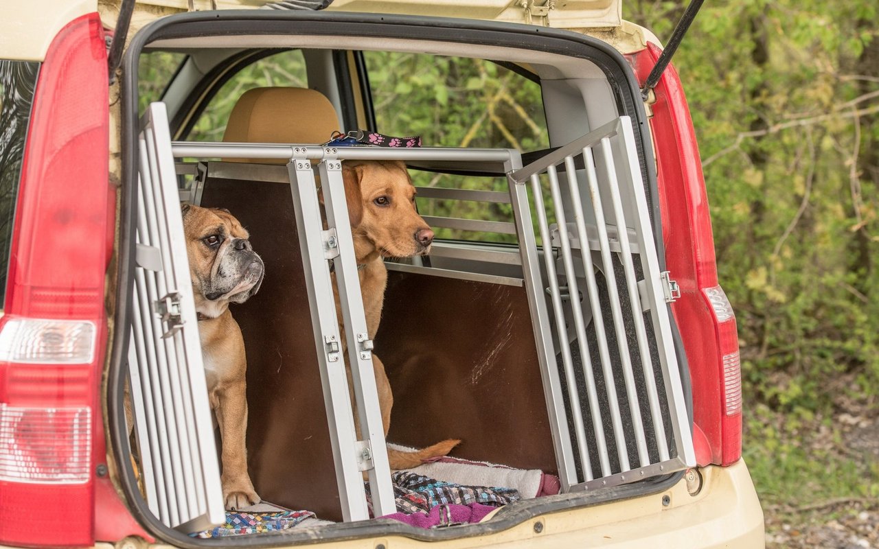 Im Auto sind Hunde in der Box am sichersten. 