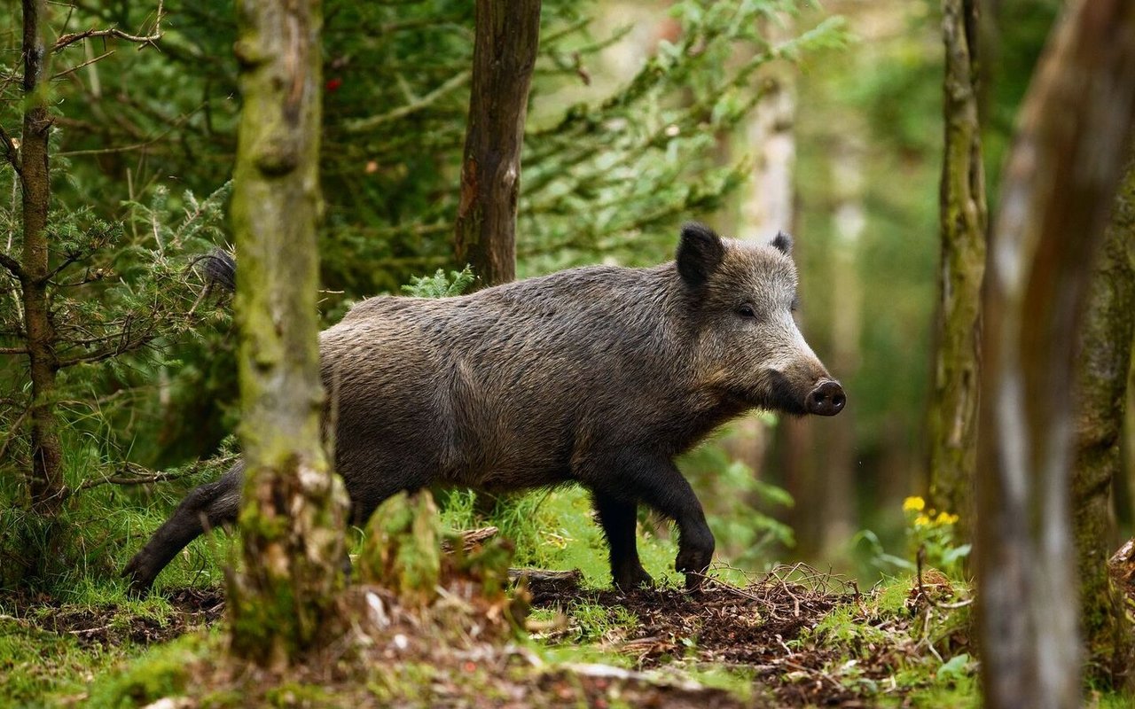 Wildschweine respektieren keine Landesgrenzen.