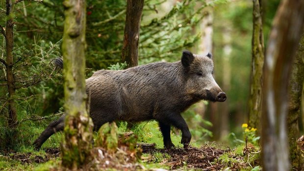 Wildschweine respektieren keine Landesgrenzen.