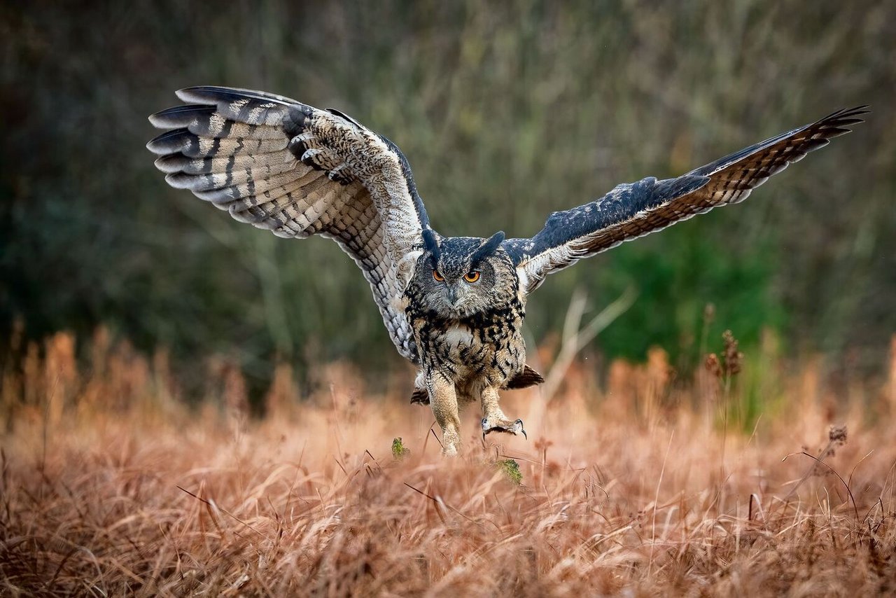 Der Uhu ist in der Schweiz selten und brütet in Fels-wänden oder auf dem Boden. Sein Flug ist lautlos.