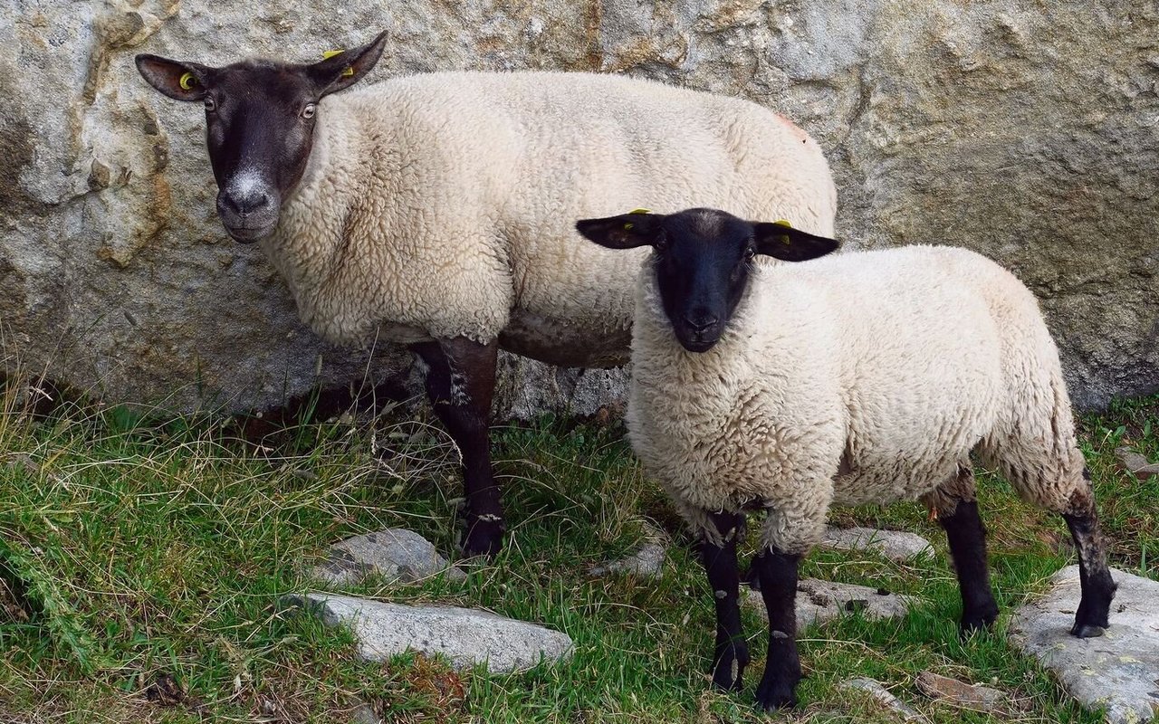 Zwei Suffolk-Schafe.