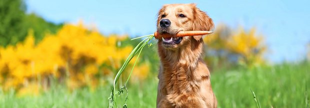 Hund mit Rüebli im Maul