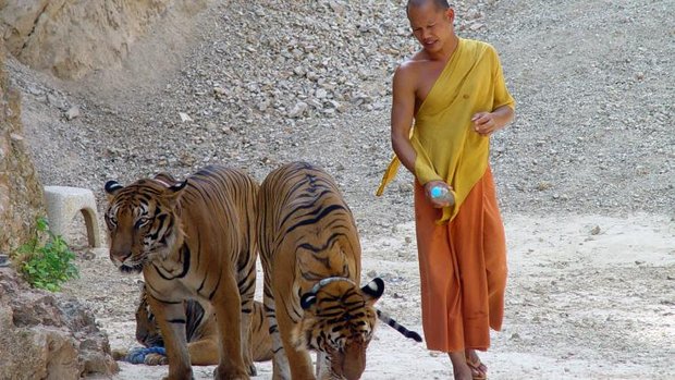 Tiger Tempel Thailand