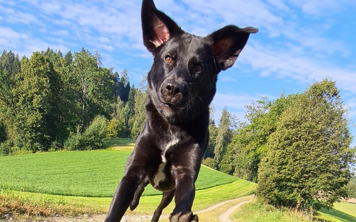 Rocky in Fahrt