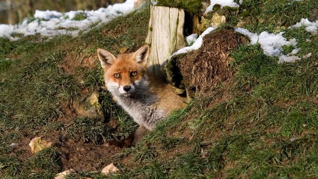 Fuchs schaut aus Bau