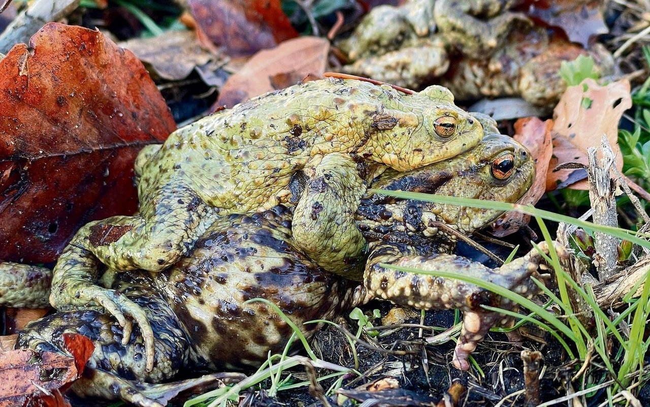 Die Erdkröten sind im Frühling in Paarungsstimmung.