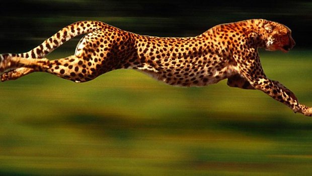 cheetah.jpg