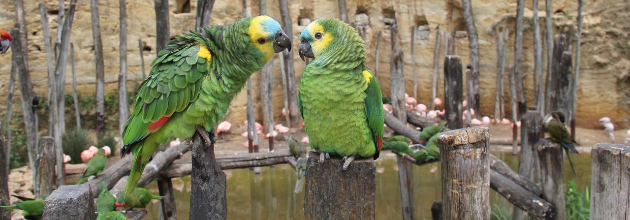 Blaustirnamazonen in einem Tierpark in Frankreich.