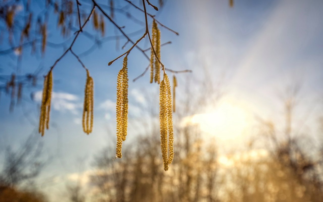 Die milden Winter-Temperaturen bringen die Hasel zum blühen. 