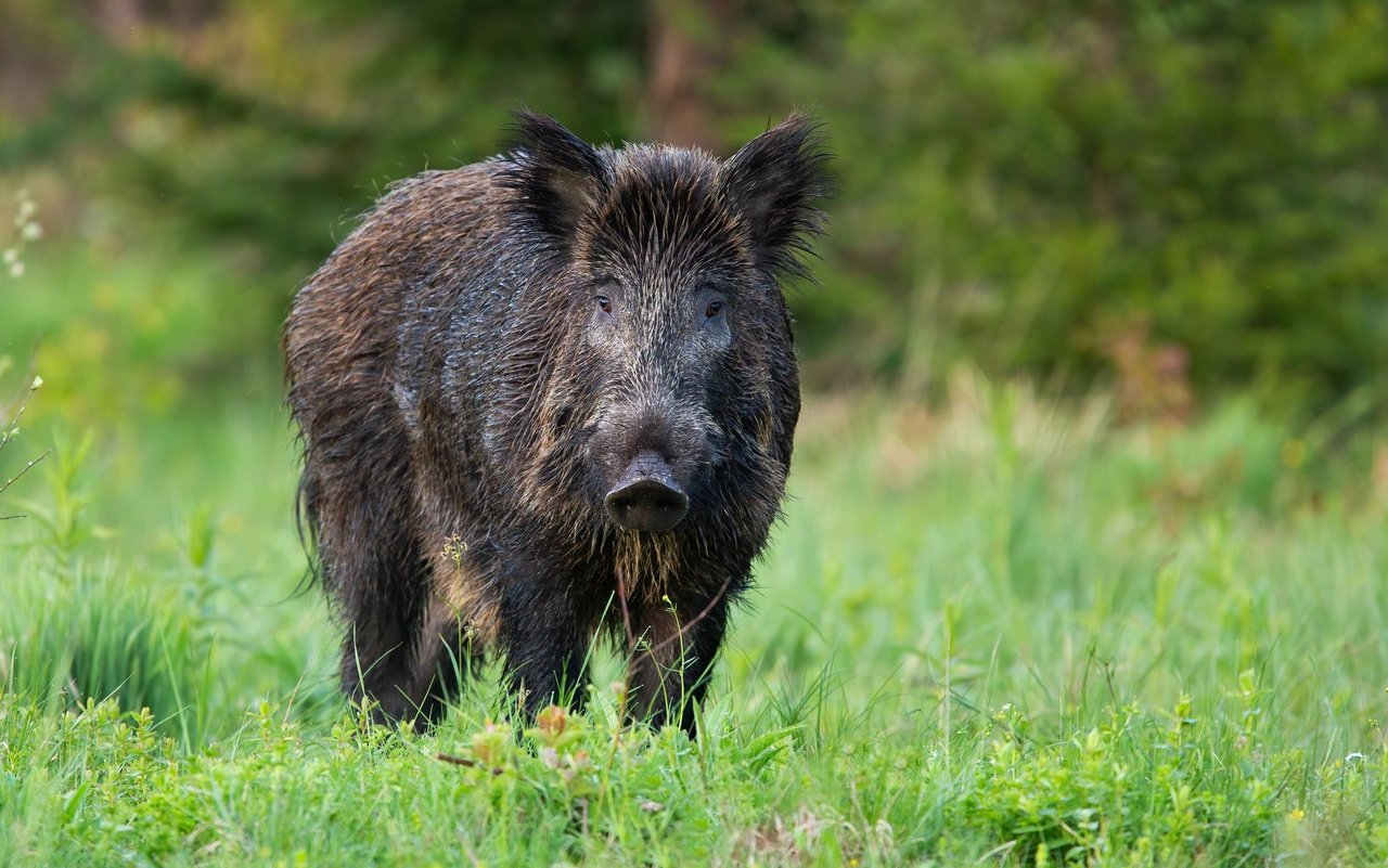 Wildschweine sind kräftige Tiere mit einem gedrungenen Körperbau.