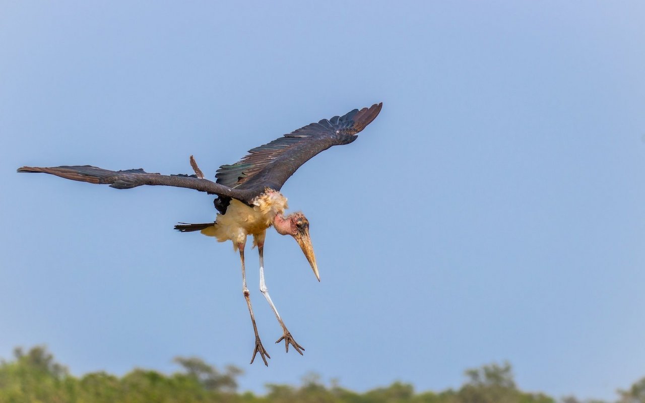 Beim Fliegen erinnert der Marabu an einen Geier. 