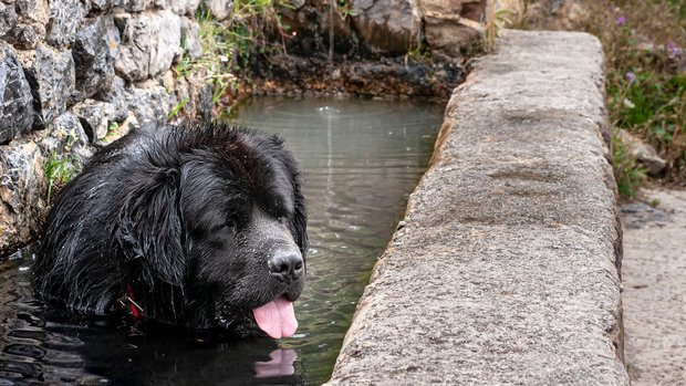Hund in Brunnen