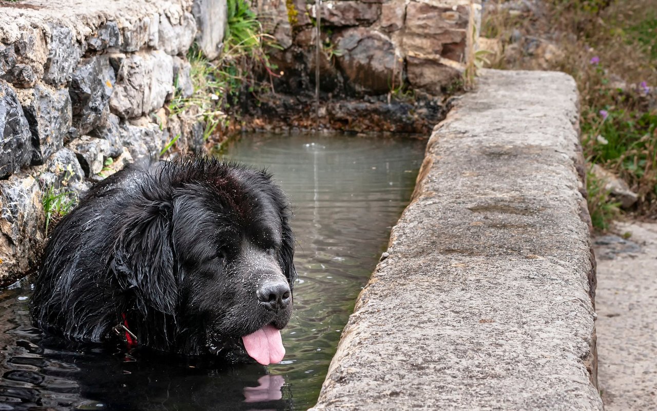 Hunde sollten auf Abkühlung in Brunnen und Tränken verzichten.