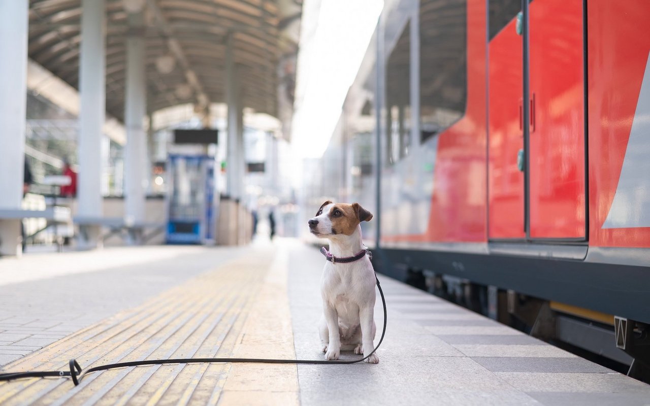 Gewöhnen Sie ihren Hund erst einmal an den Bahnsteig, bevor Sie in den Zug einsteigen.