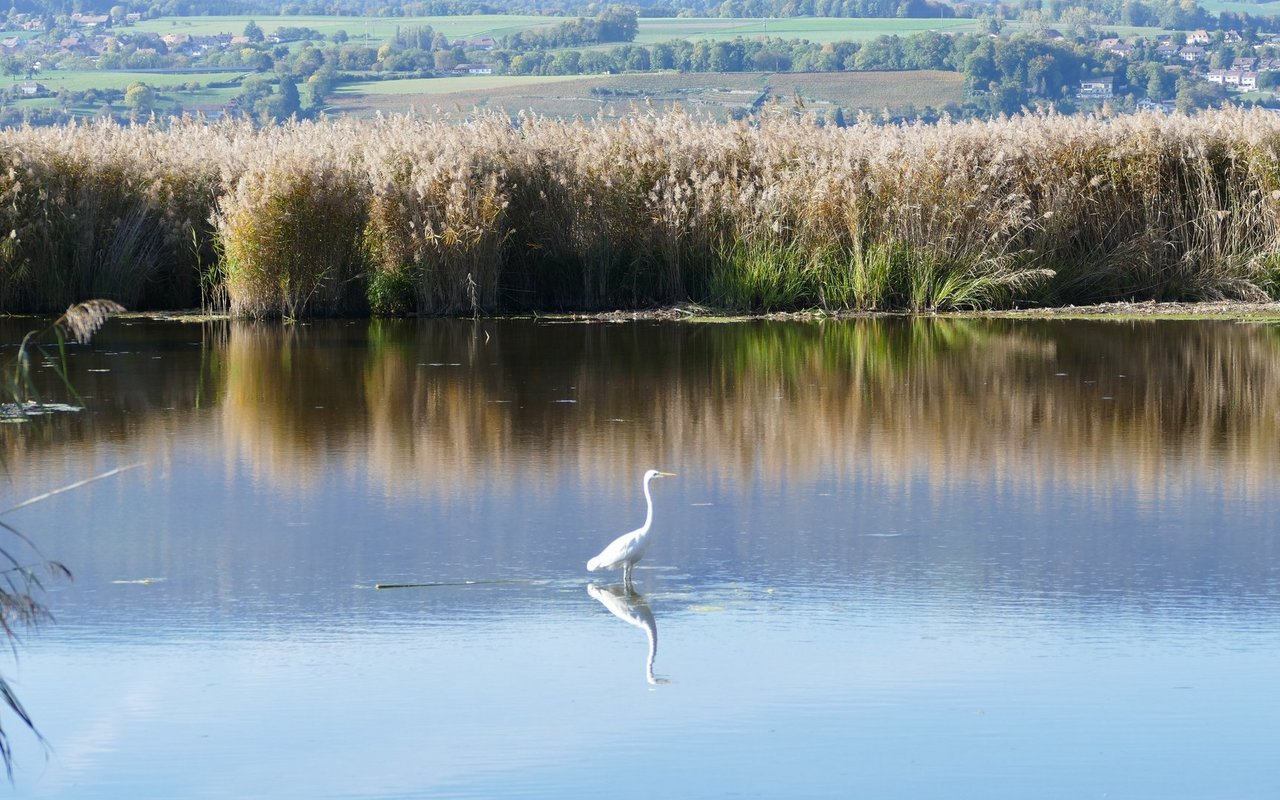 Das Naturzentrum Champ Pittet am Neuenburgersee.
