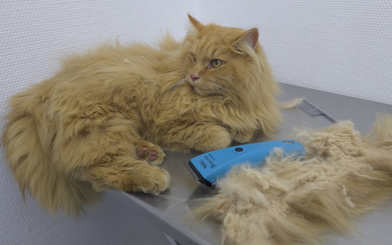 Diese Katze hatte eine Rasur nötig.