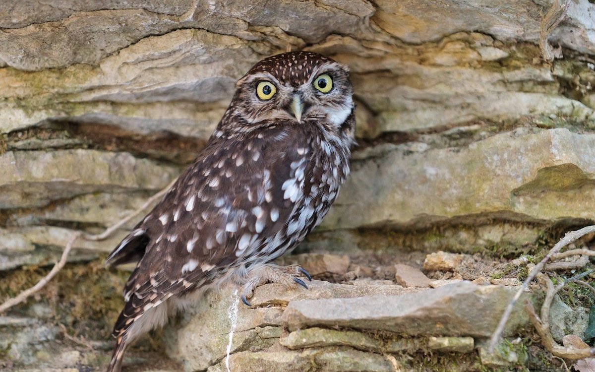 Ein Steinkauz im Tierpark Biel. 