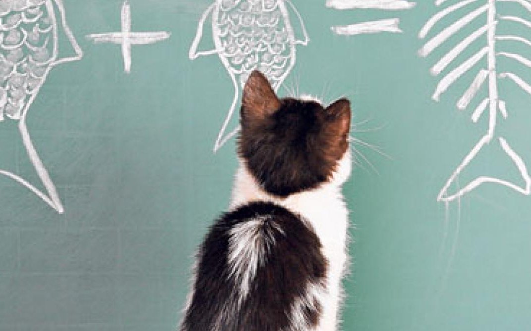 Auch wenn oft anderes behauptet wird: Eine Katze ist lernfähig.