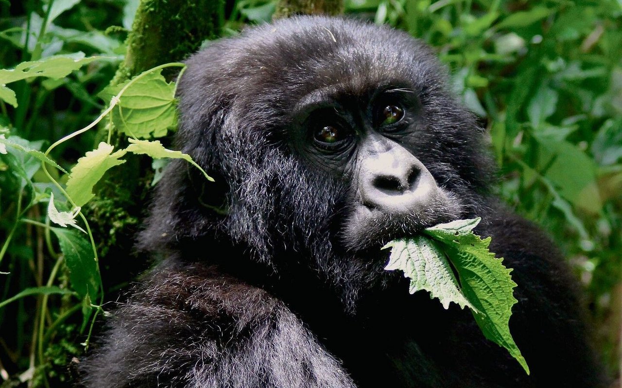 Gorillas wissen, welche Pflanzen gegen Parasiten helfen.