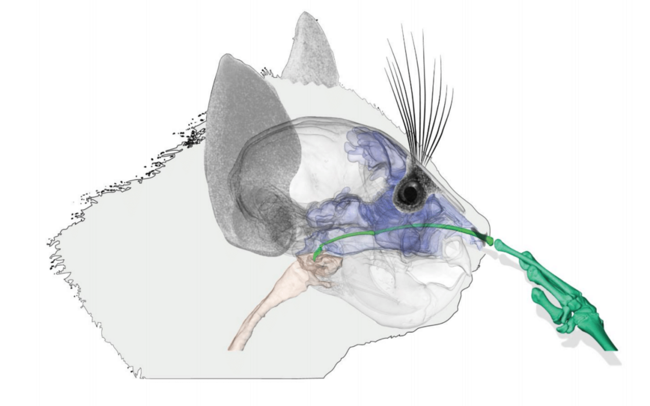 Die Illustration zeigt wie tief der Aye-Aye mit seinem Finger in der Nase bohrt. 