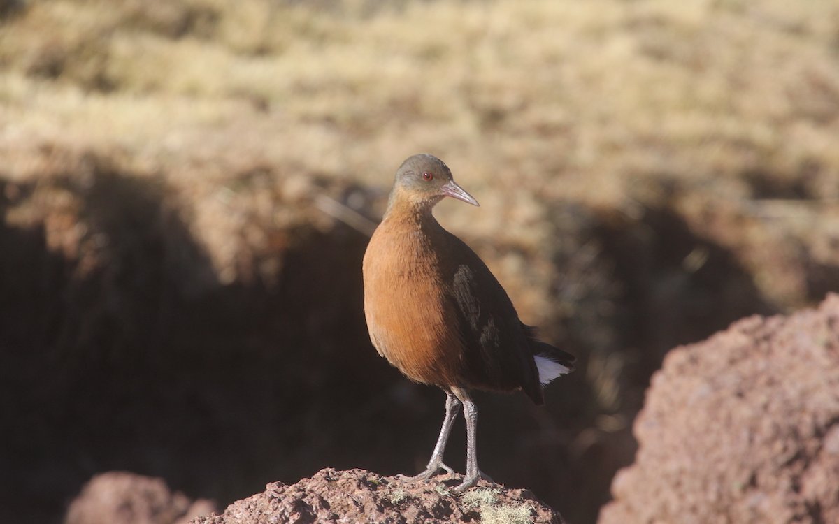 Die Rougetralle lebt endemisch am Horn von Afrika. 