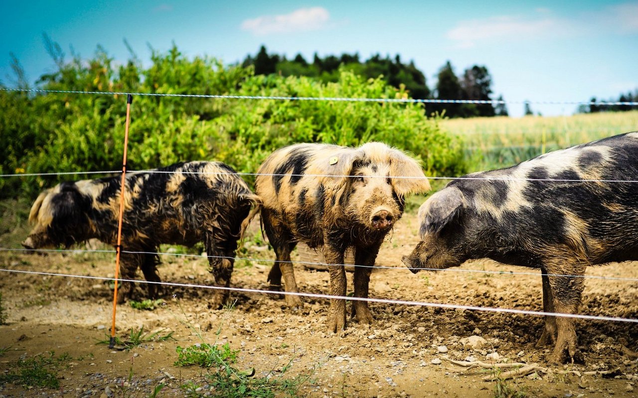 Egal ob Blacken oder Neophyten, die neugierigen und agilen Schweinchen von Lars Müller putzen alles weg