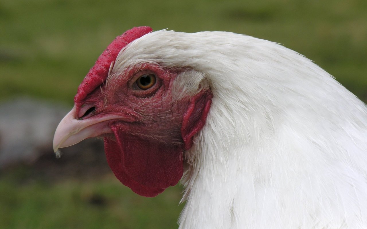 Das Schweizerhuhn hat ein schneeweisses Gefieder.