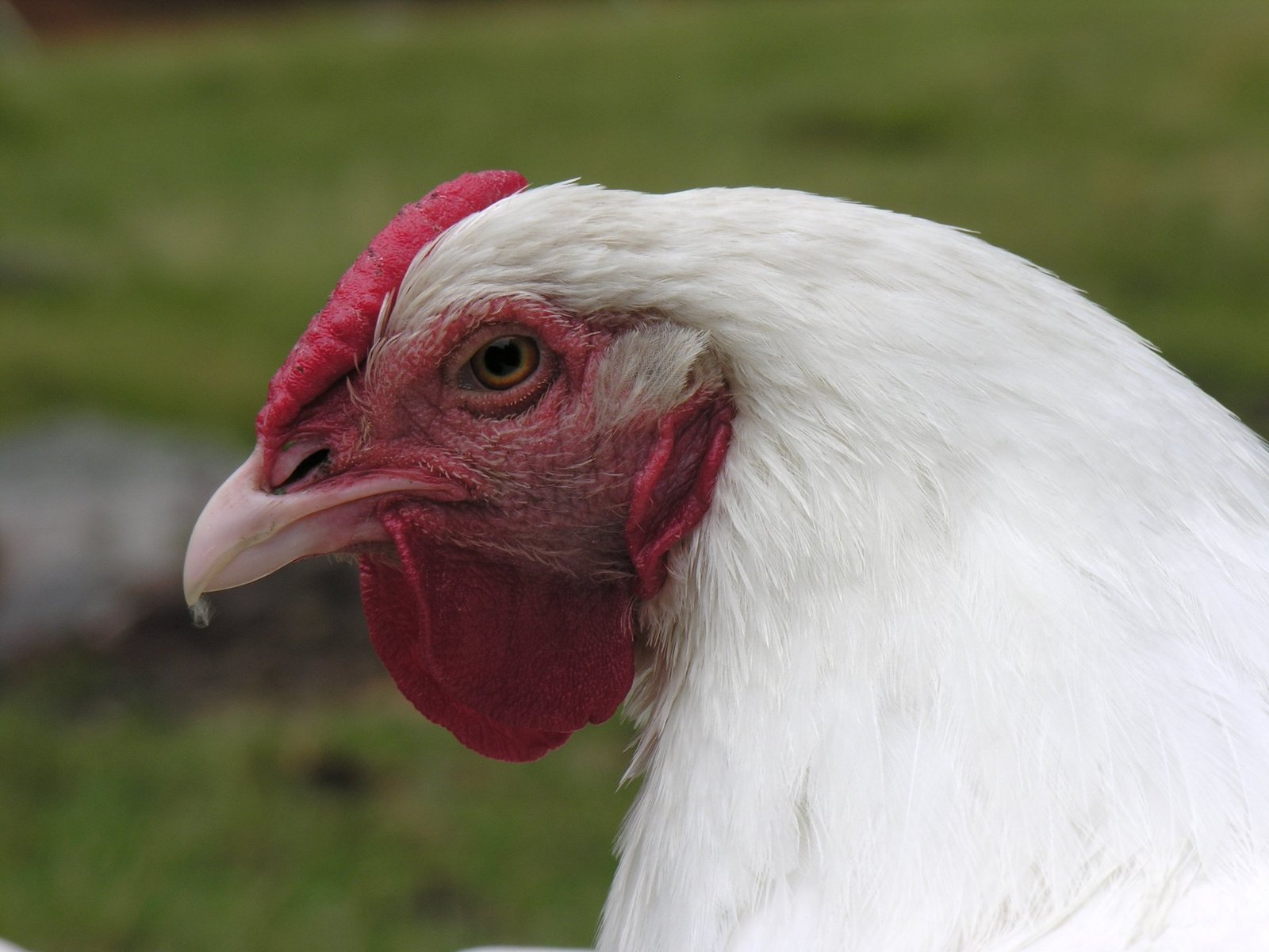 Schweizerhuhn (Swiss Hen)  Oklahoma State University