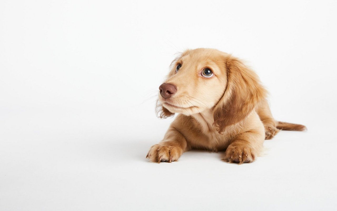 Für ältere Hunde ist der Fellwechsel noch anspruchsvoller als für jüngere.