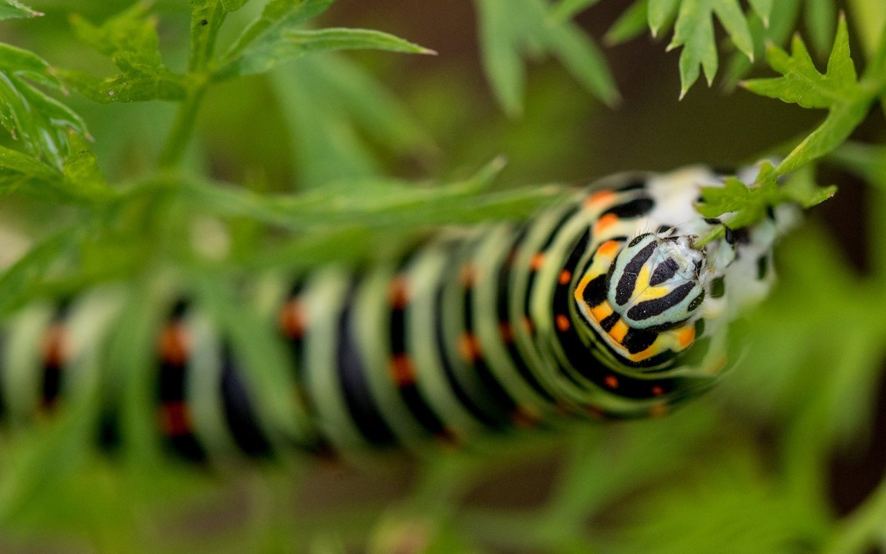 Gewisse Raupen kann man Zuhause pflegen und dabei beobachten, wie sie zum Schmetterling werden.