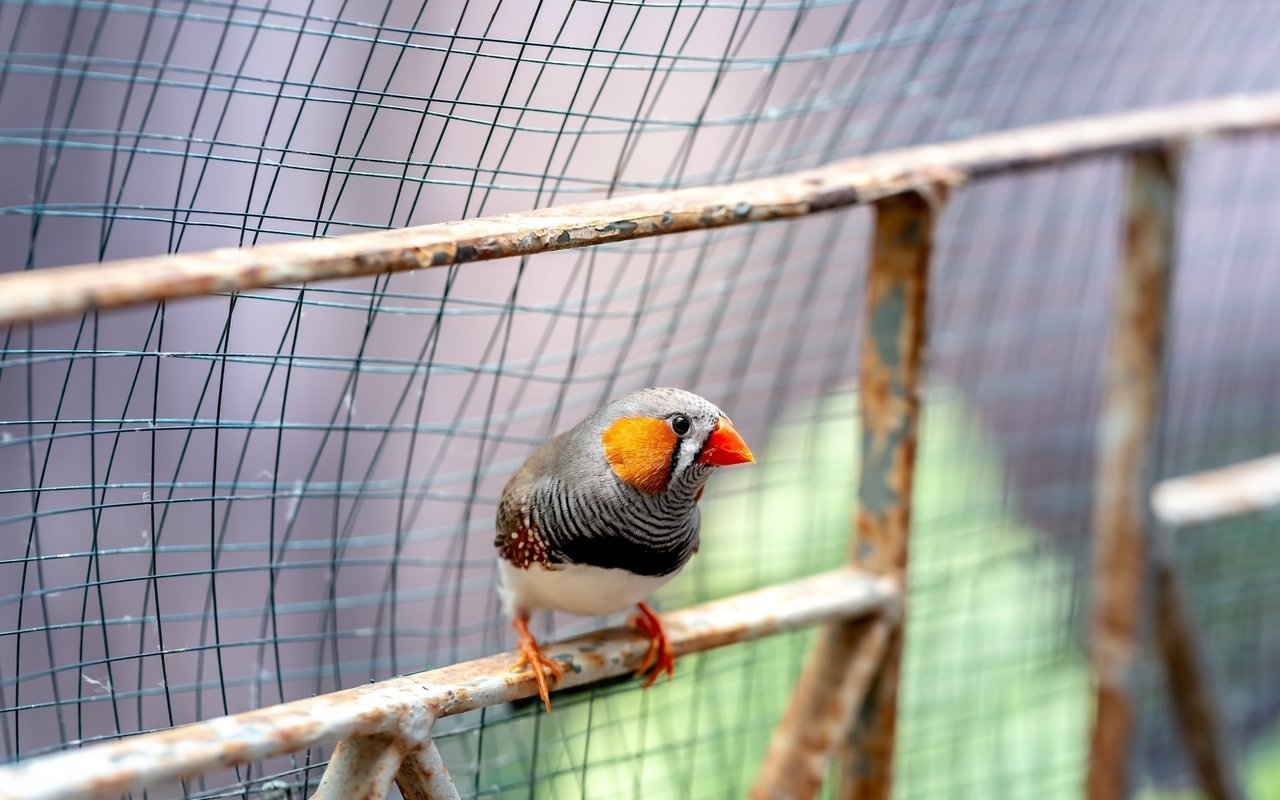 In eintönigen Käfigen leiden die Tiere, weil sie viele Verhaltensweisen nicht ausleben können.