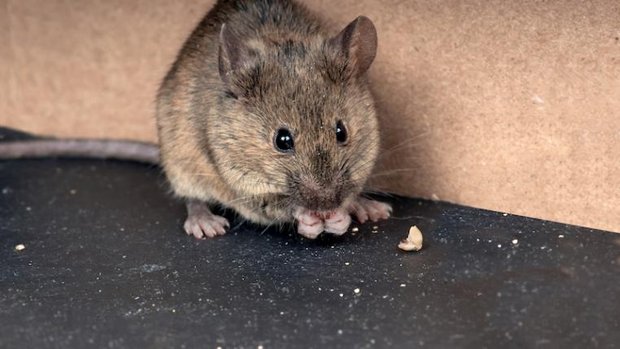 Maus mit Kaese