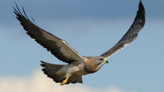 Greifvogel