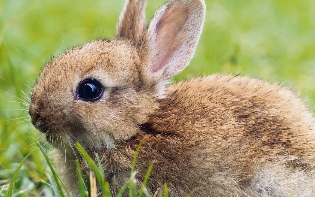 Im Frühling sollten die kleinen Hoppler behutsam an das frische Gras draussen gewöhnt werden.