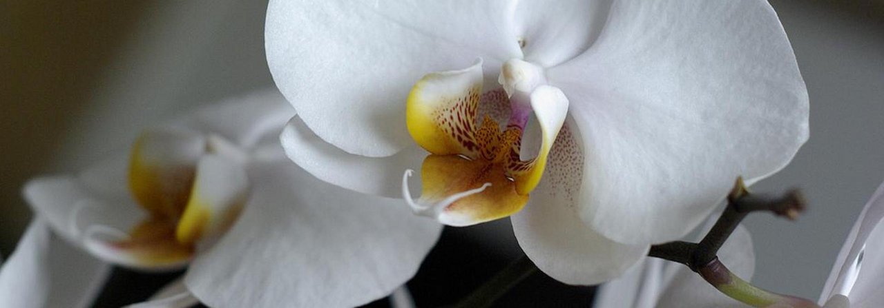 Orchideen sind populär, aber auch anspruchsvoll.