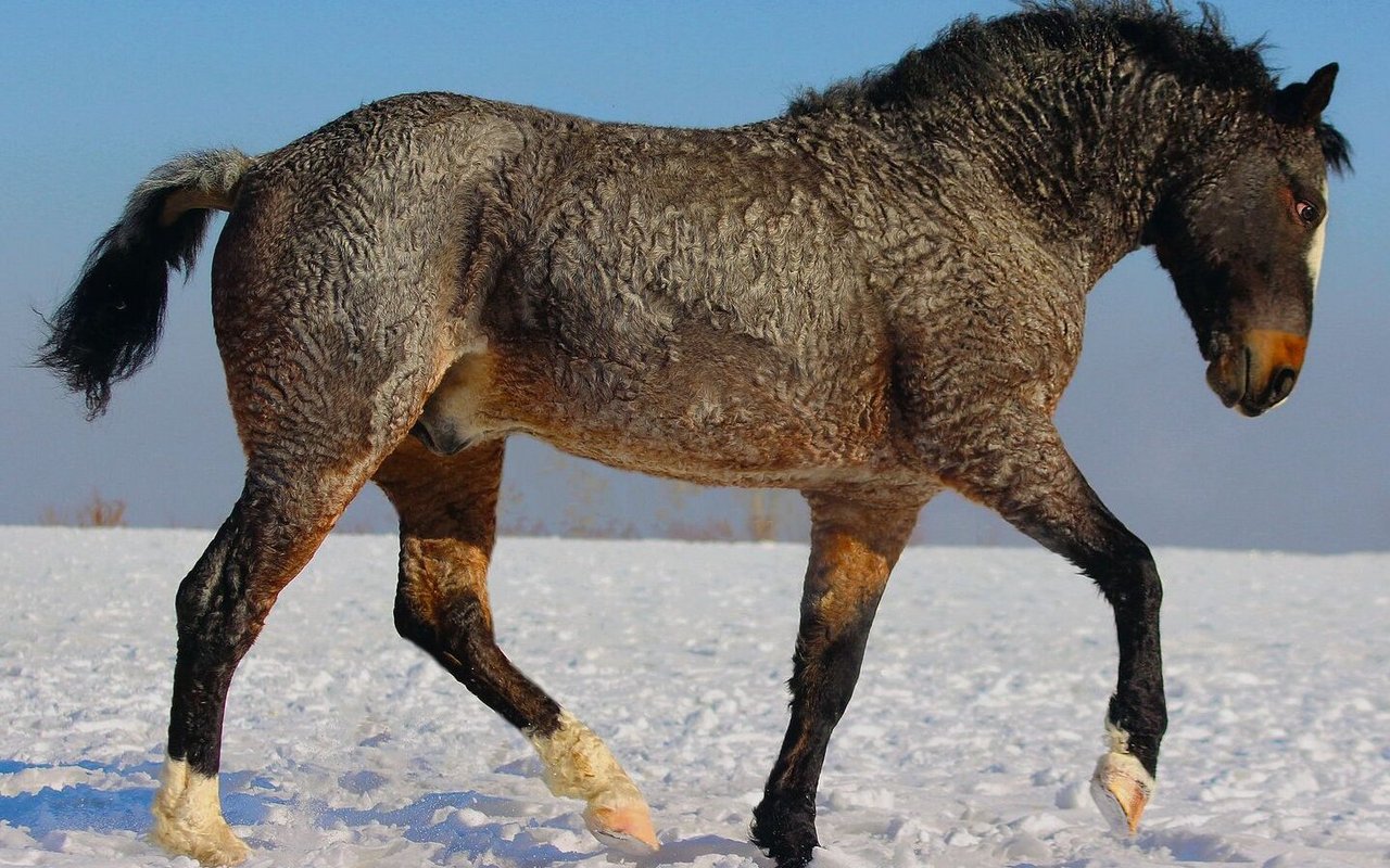 American Bashkir Curly Horses fallen vor allem im Winter durch ihr speziell gekräuseltes Fell auf. Eine Studie widerlegte nun aber, dass sie besonders geeignet für Pferde-Allergikerinnen sind.