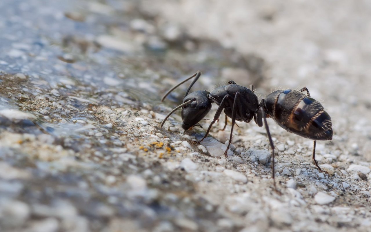 Ameisen behandeln sich selbst gegen Pilzinfektionen.