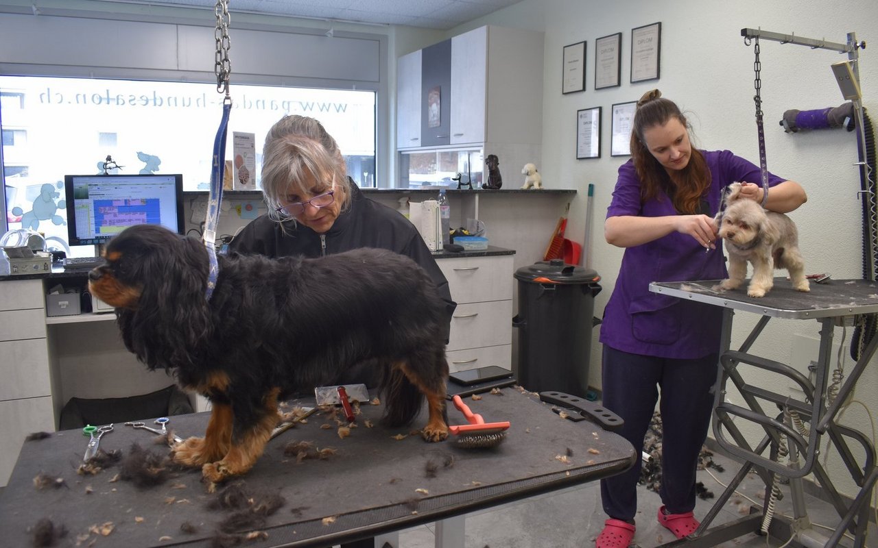 So sieht der Arbeitsplatz des Teams vom Hundesalon Panda in Muhen aus.