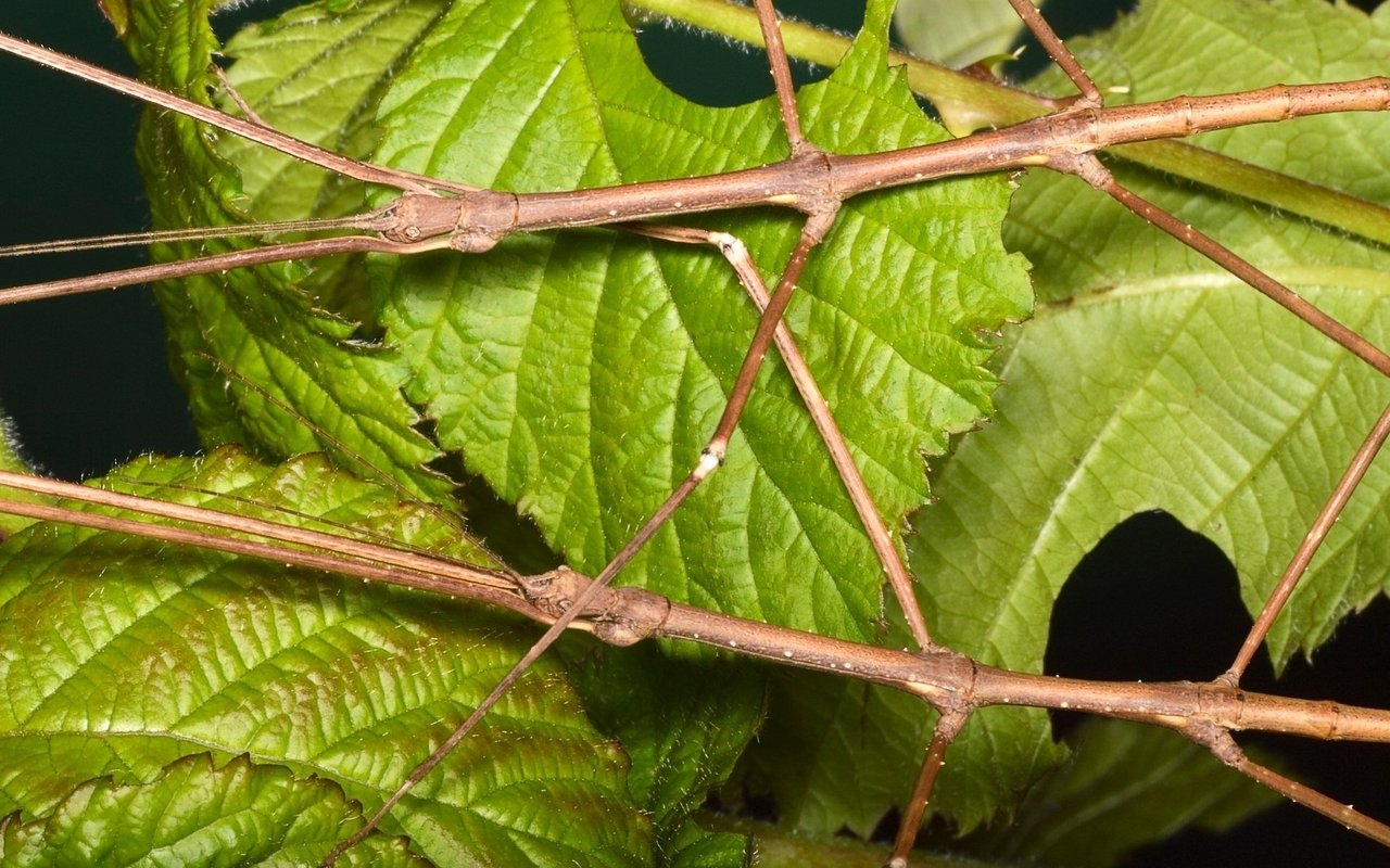 Annam-Stabschrecken sehen aus wie Äste. Hier besteht Verwechslungsgefahr!