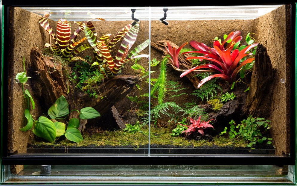 Es ist befriedigend, ein Stück Natur zu Hause im Terrarium nachzugestalten, wie beispielsweise diese Regenwaldszenerie. 