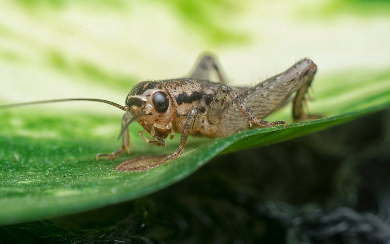 Die Grille (Acheta domesticus)