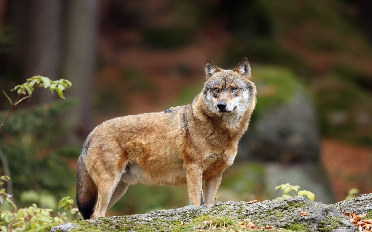 Symbolbild: Ein Wolf streift durch den Wald. 