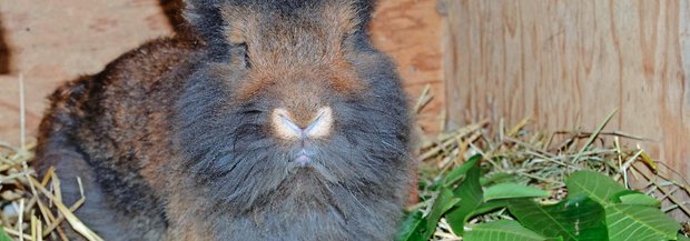 Futterlaub für Kaninchen