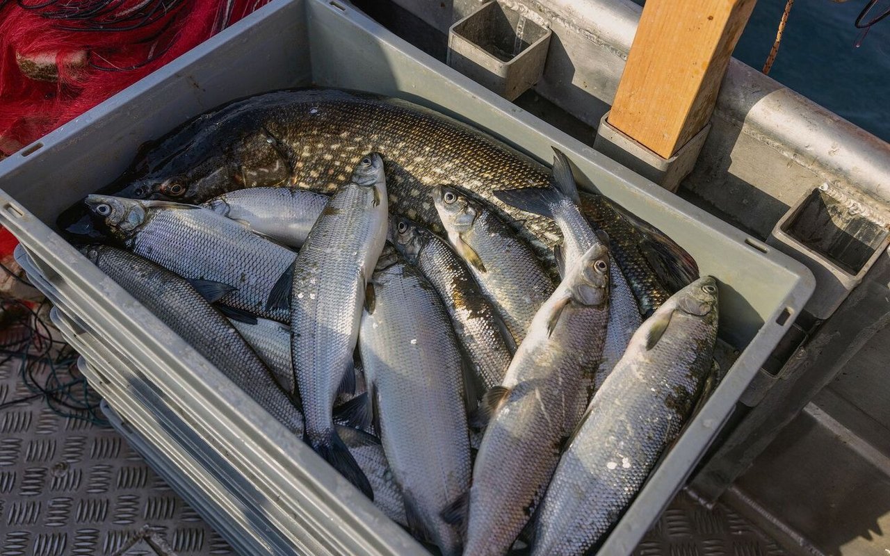 Nicht jeden Tag gelingt es, einen solchen Fisch an Bord zu ziehen. Die Felchen, mit denen sich der Hecht das Kistchen teilt, wirken klein dagegen.
