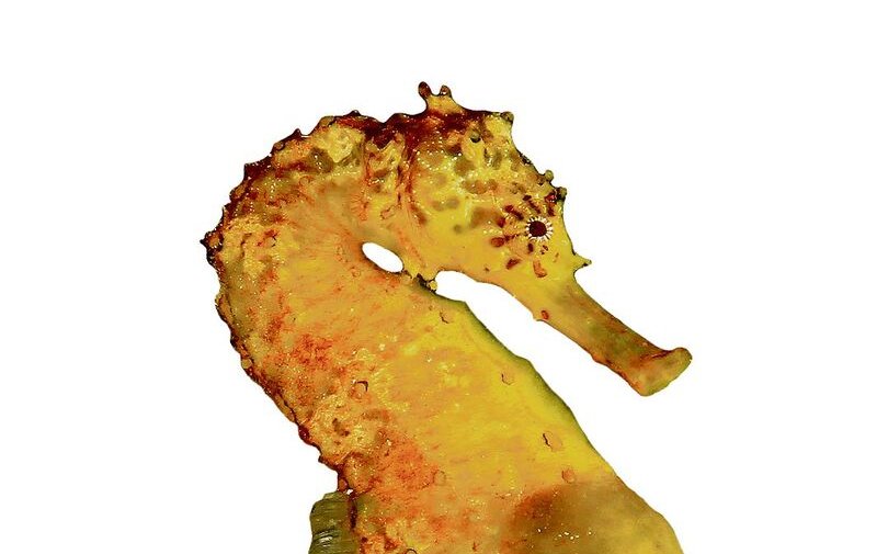 Seepferdchen